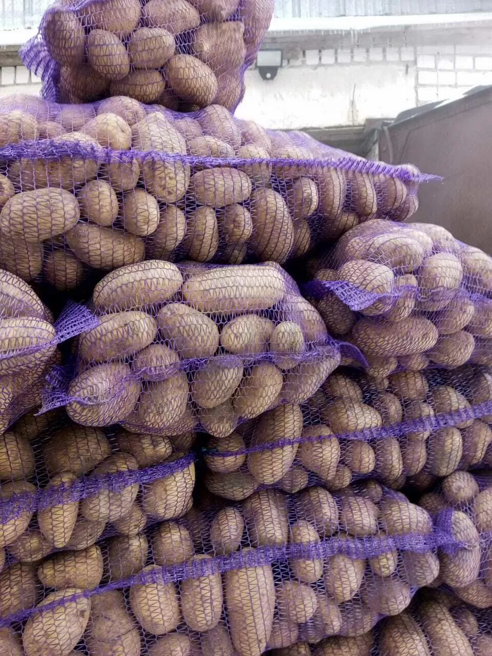 картофель оптом своего производства в Вологде и Вологодской области 3