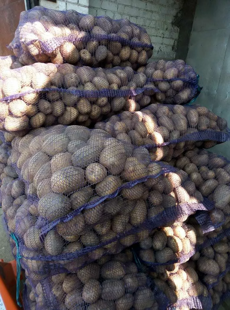 картофель оптом своего производства в Вологде и Вологодской области 2