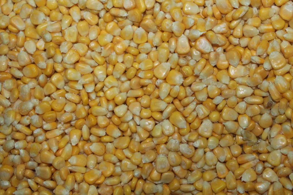 фотография продукта Кукуруза (зерно) 